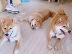 -柴犬高等学院·狗咖·柴犬售卖·宠物训练