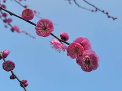 -香雪海