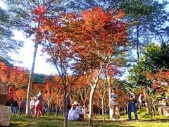-广州市帽峰山景区
