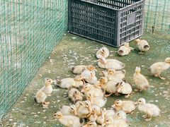 -前小桔亲子创意农场·草莓采摘·露营烧烤