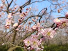 -梅花山(明孝陵内)