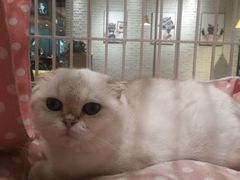 -藏猫猫咖啡主题馆(中央大道店)