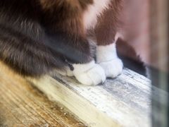 -猫咪博物馆(顶澳仔猫街店)