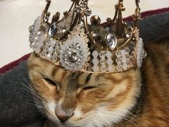 -麦雪尔甜品·生日蛋糕(新街口旗舰店)