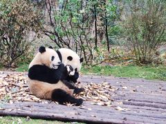 景点-成都大熊猫繁育研究基地