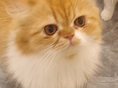 -More Fun猫咖 二十只万元加菲主题