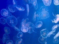 -左海海底世界
