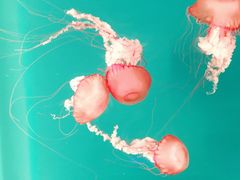 -多彩贵州城极地海洋世界