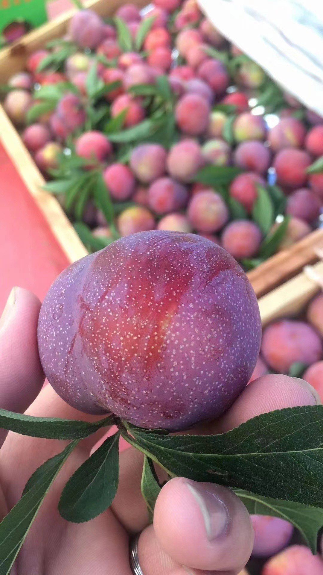 一颗一颗甜入心