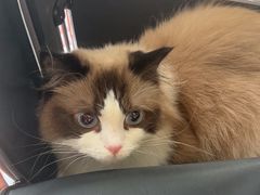 -艾贝尔宠物医院 ·内科全科(梁溪路店)