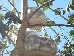 -费瑟代尔野生动物园