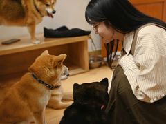 -是阿柴呀！柴犬咖啡·爱喵喵猫咖