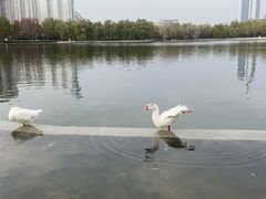 -莲花池公园