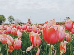 -杭州湾海上花田景区