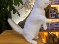 -山宅一喵德文卷毛猫舍
