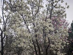 -洛阳市隋唐城遗址植物园