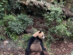 -都江堰中华大熊猫苑