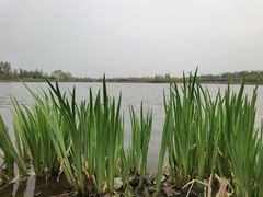 -东郊湿地公园