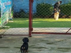 -宠物寄养训练学校
