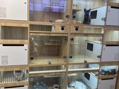-山宅一喵德文卷毛猫舍