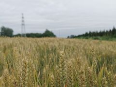 -汉长安城未央宫国家考古遗址公园