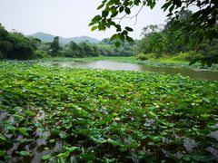 -老木棉·匠园