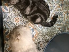 -more than meow吴止猫主题餐厅(承德 中船汇店)