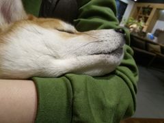 hoji-柴务处·柴犬主题狗咖