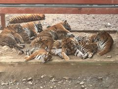 -栾川竹海野生动物园