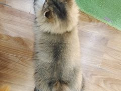 -COLOR PETS 撸猫馆·购猫·猫咖(长风大悦城店)