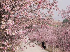 -宜良山后樱花谷