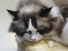 -藏猫猫咖啡主题馆(中央大道店)