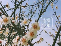 -香雪海