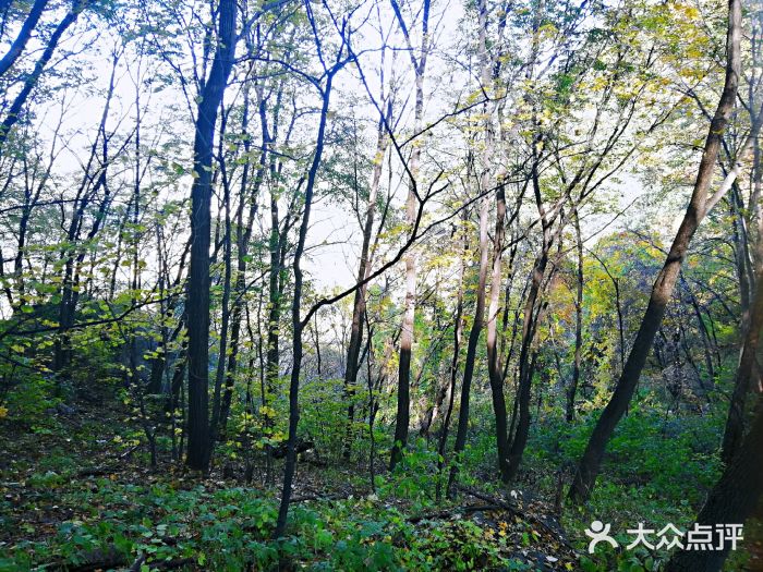 吊水壶国家森林公园图片