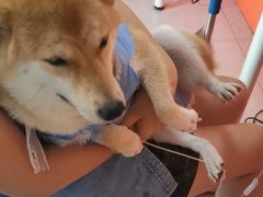 -瑞派福兴宠物医院犬猫全科·骨科·中西医结合(河东店)