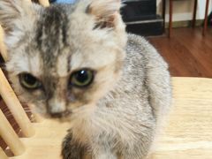 -楼上猫咖(罗湖店)
