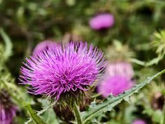 -牛背梁国家森林公园