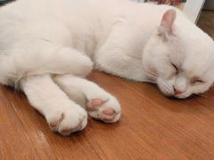 -有猫主题·治愈系猫咖(曾厝垵店)