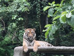 -清迈夜间动物园