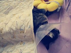 -北京观赏动物医院·24小时大型综合·猫专科·异宠专科