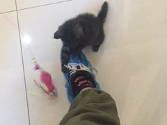 -鼓捣猫呢主题猫咖店