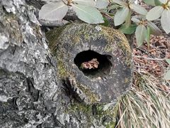 -尧山风景区