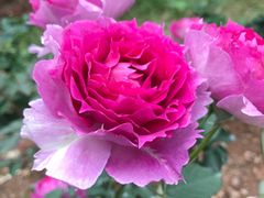 -人民公园(罗湖区)