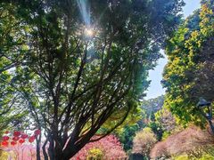 -金鸡山公园