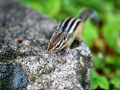 -五营红松林海景区
