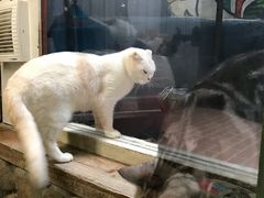 -猫咪博物馆(顶澳仔猫街店)