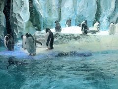 -帝企鹅自助餐厅•儿童岛•真企鹅(长隆企鹅酒店)