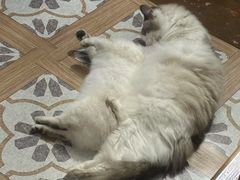 -猫猫幼稚园·撸猫·桌游·电玩