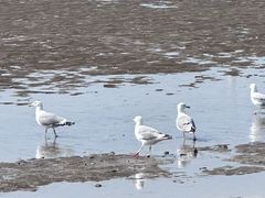 -青岛第一海水浴场