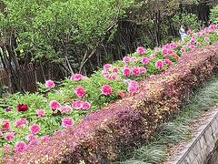 -洛阳市隋唐城遗址植物园
